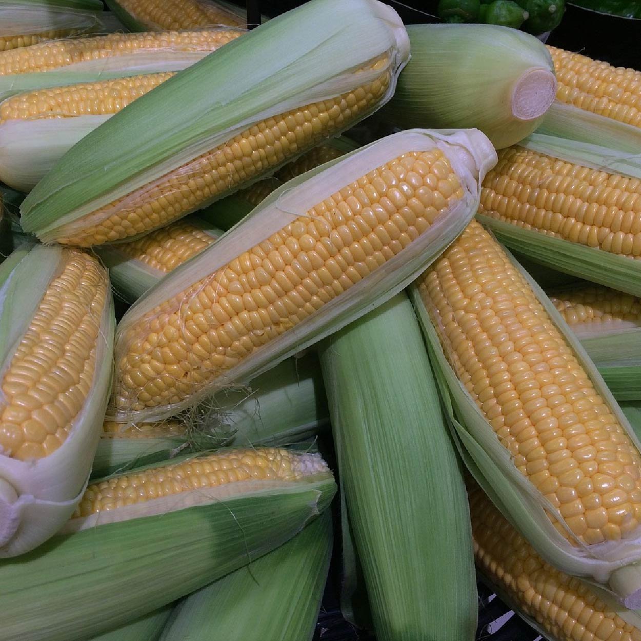 Corn Seed