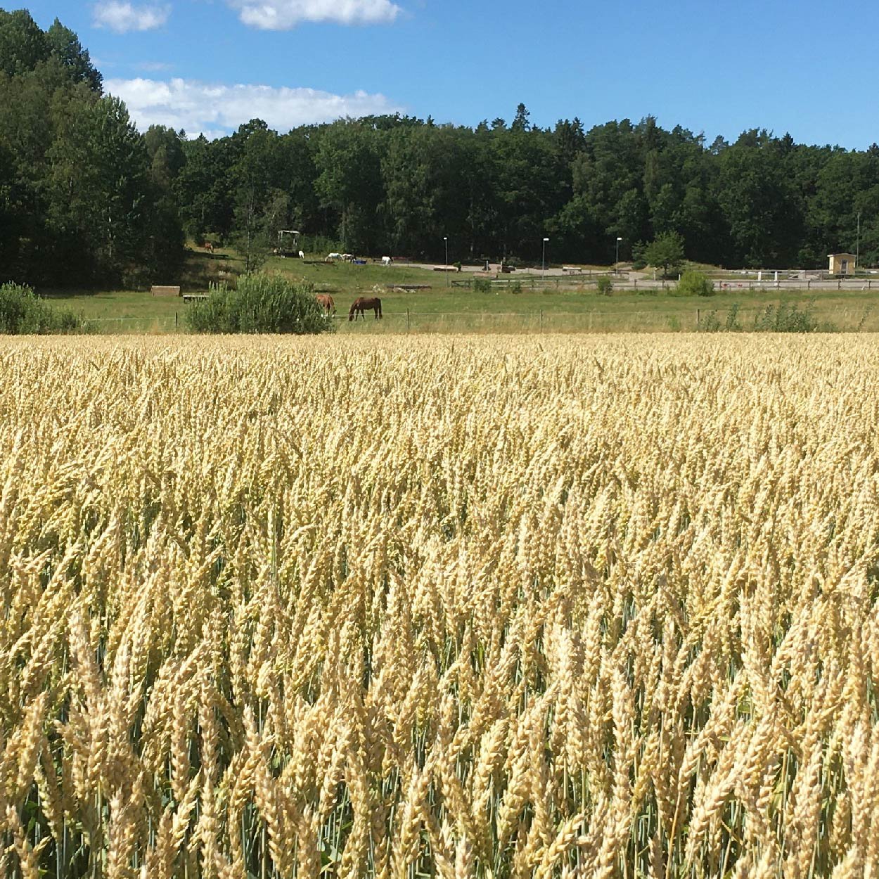 Wheat Seed